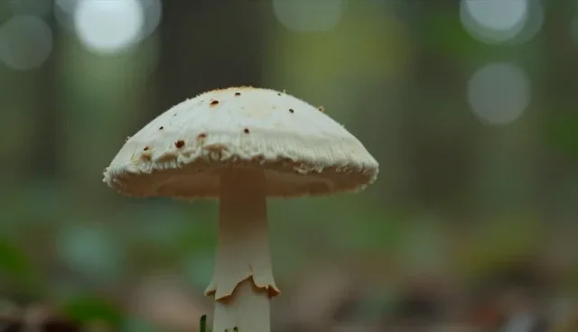 网站维护中的域名注册与备案检查要点